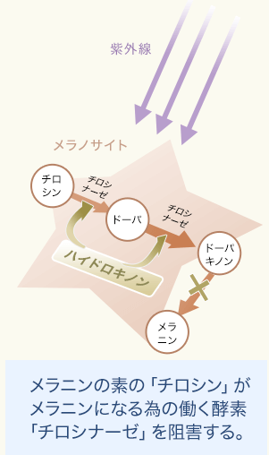 メラニンの素の「チロシン」がメラニンになる為の働く酵素「チロシナーゼ」を阻害する。